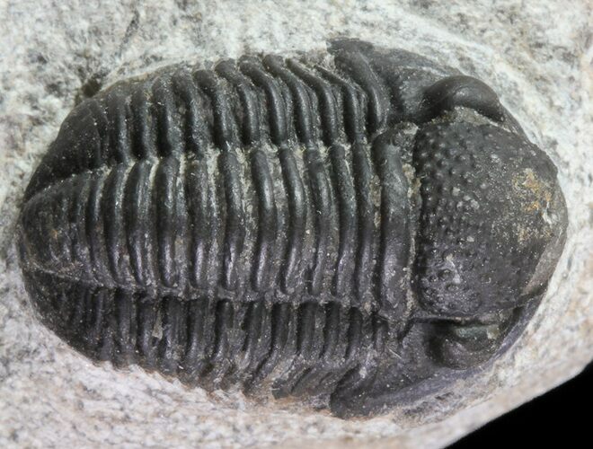 Bargain, Gerastos Trilobite Fossil - Morocco #69105